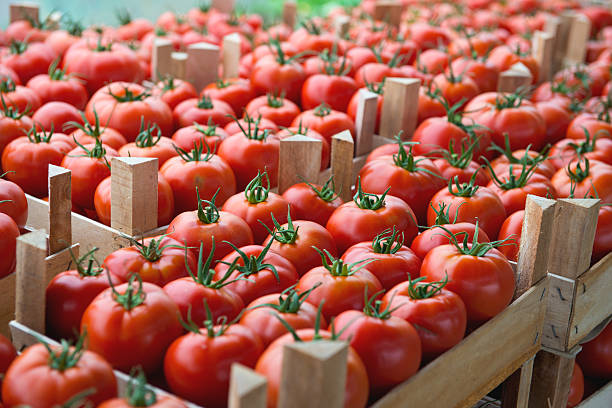 Fabricamos envases sostenibles