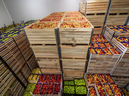 elegir envases de madera para el transporte de frutas y verduras