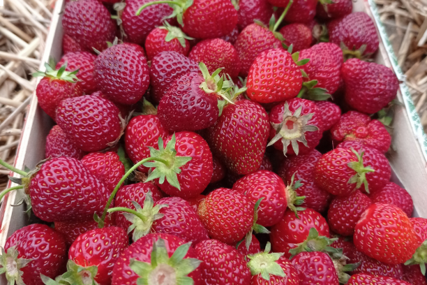 envases de madera para frutas y verduras
