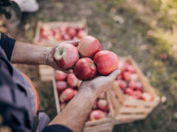 envases de madera sostenibles