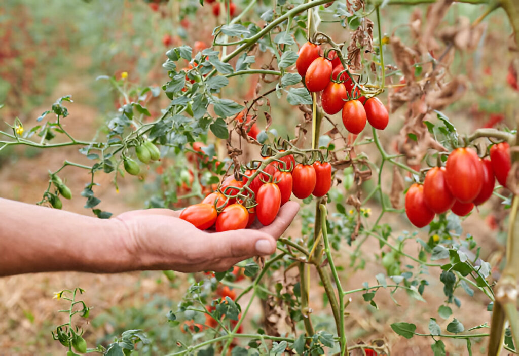 envase de madera para tomate cherry envase de madera para tomate cherry