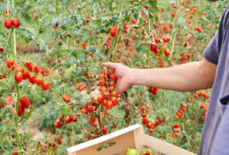 envase ideal para tomates cherry