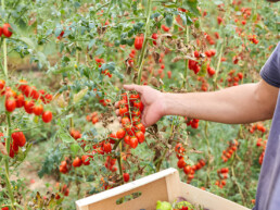 envase ideal para tomates cherry