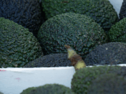 envases de madera y aguacate