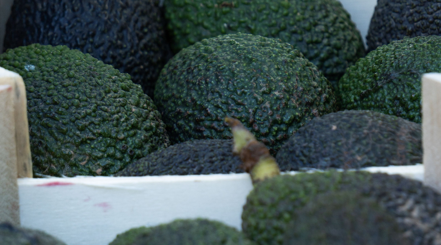 envases de madera y aguacate