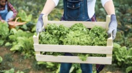 envase de madera lechugas