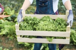 envase de madera lechugas