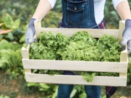 envase de madera lechugas