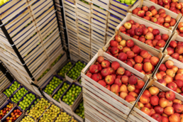 envases de madera para frutas y verduras