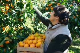 Envases para cítricos