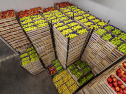 envases de madera para exportación hortofrutícola